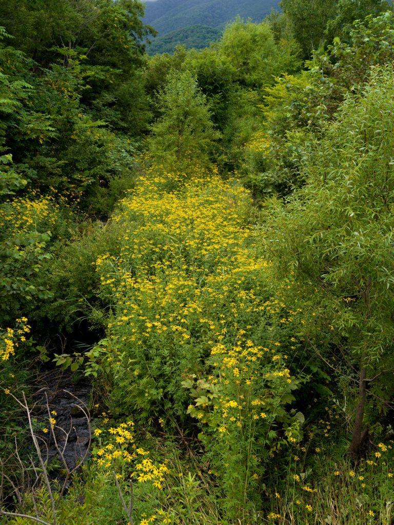 北海道余市郡赤井川村山梨 オオハンゴンソウ 2024