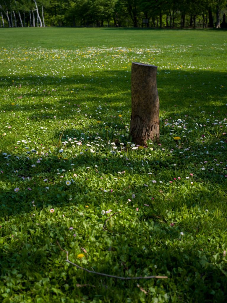 北海道札幌市 ヒナギク 2025