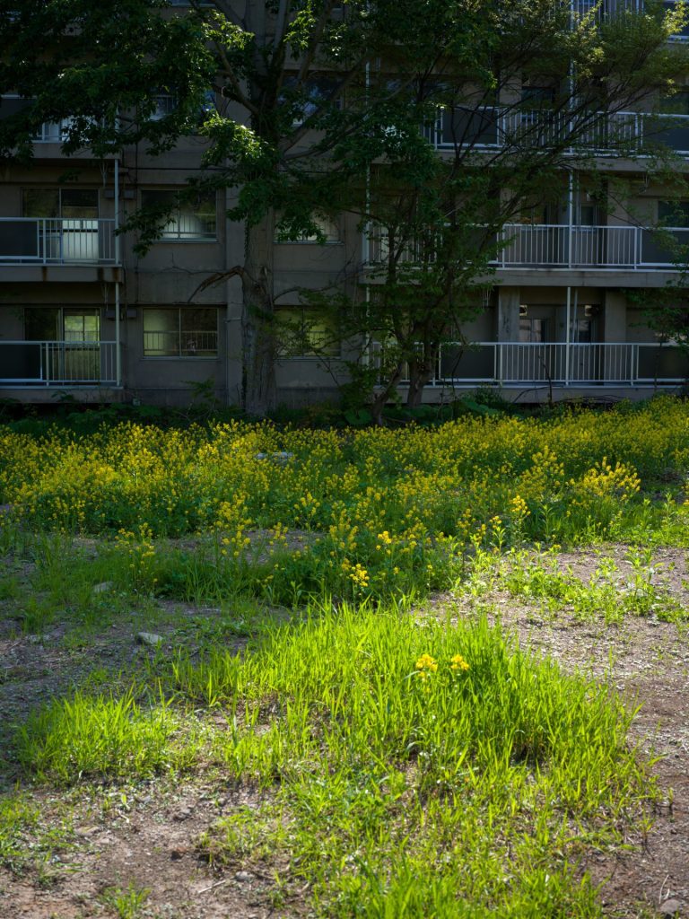 北海道札幌市 ハルサキヤマガラシ 2025