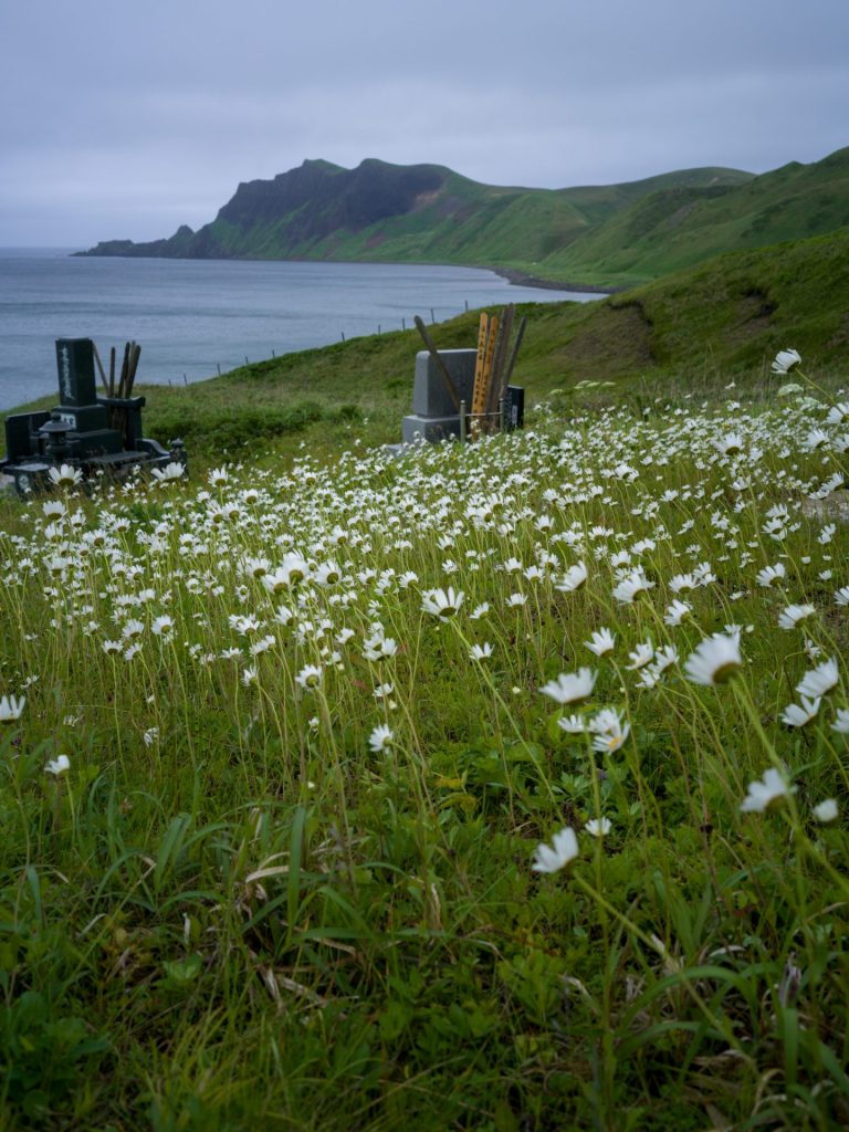 北海道礼文郡礼文町 フランスギク 2024