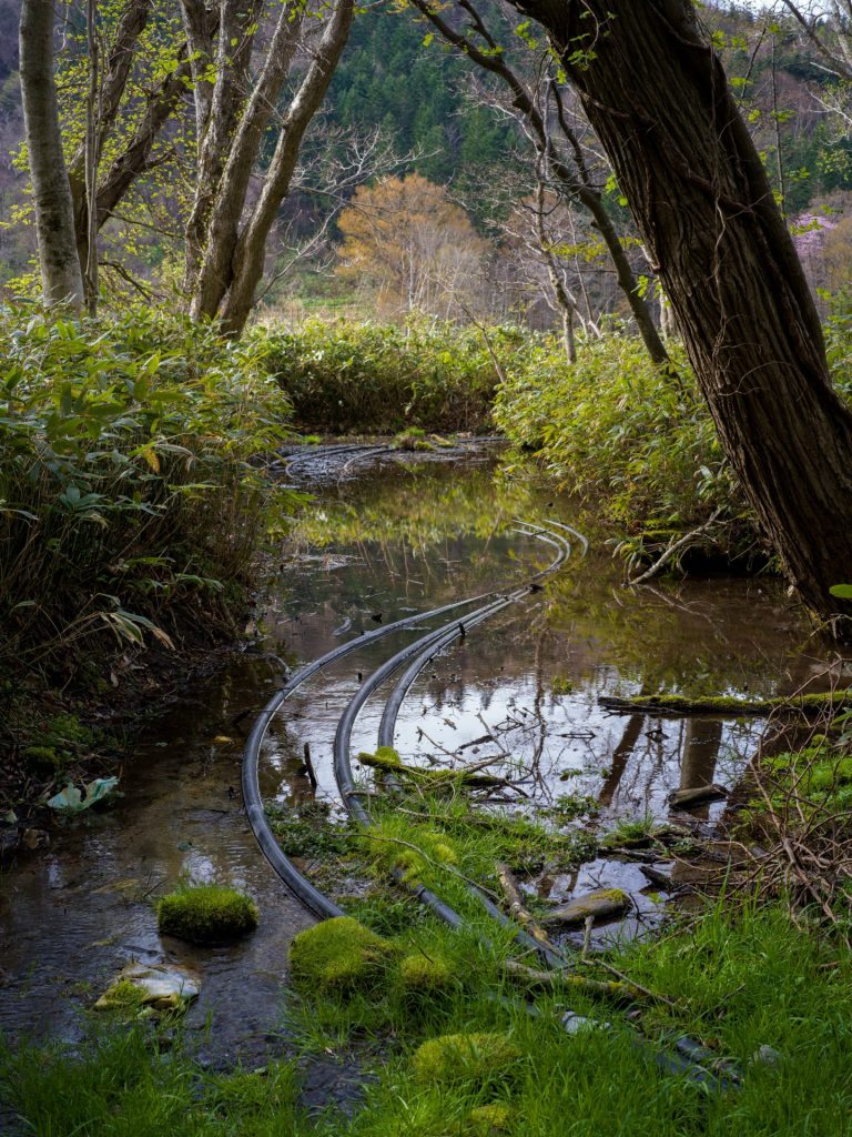 北海道伊達市 クレソン 2025