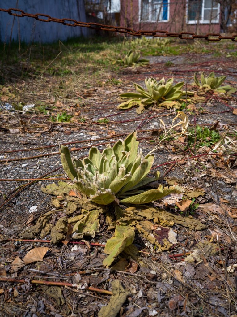 北海道札幌市 ビロードモウズイカ 2025