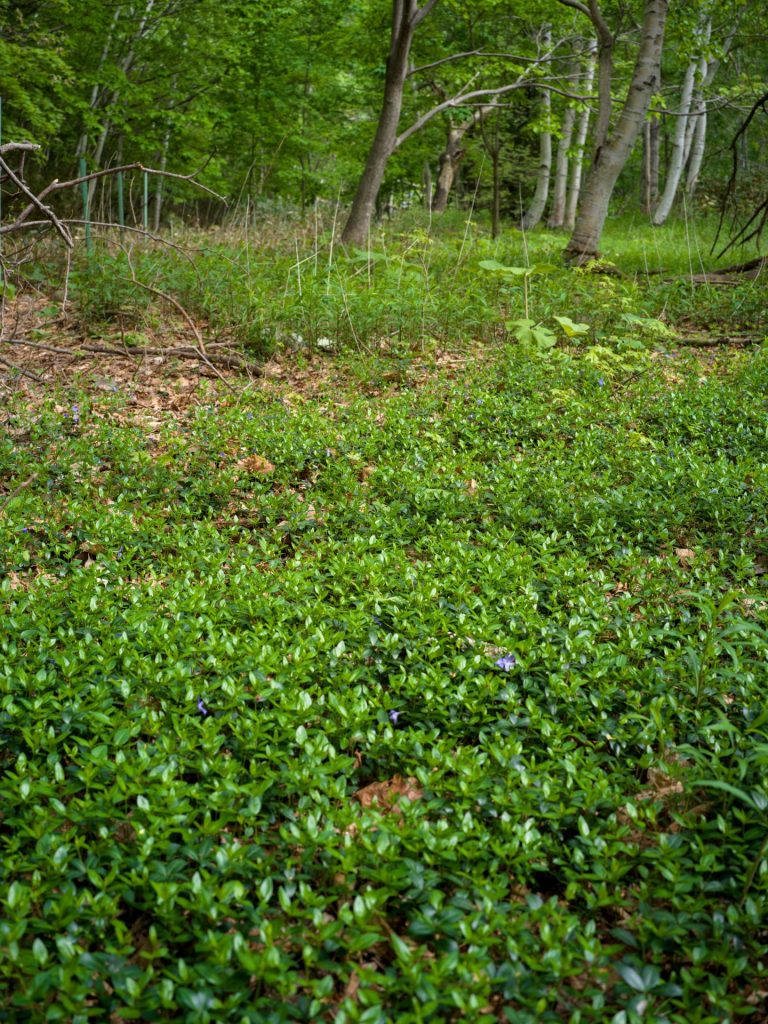 北海道札幌市 ヒメツルニチニチソウ 2025