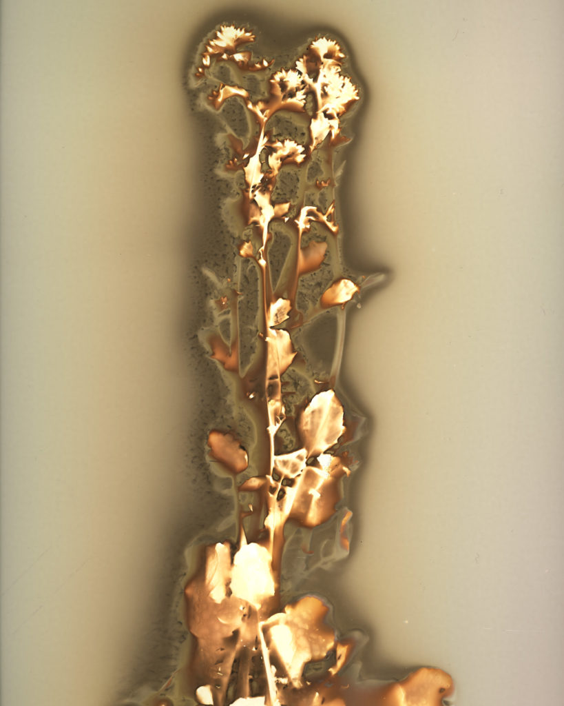 ハルサキヤマガラシ 2025