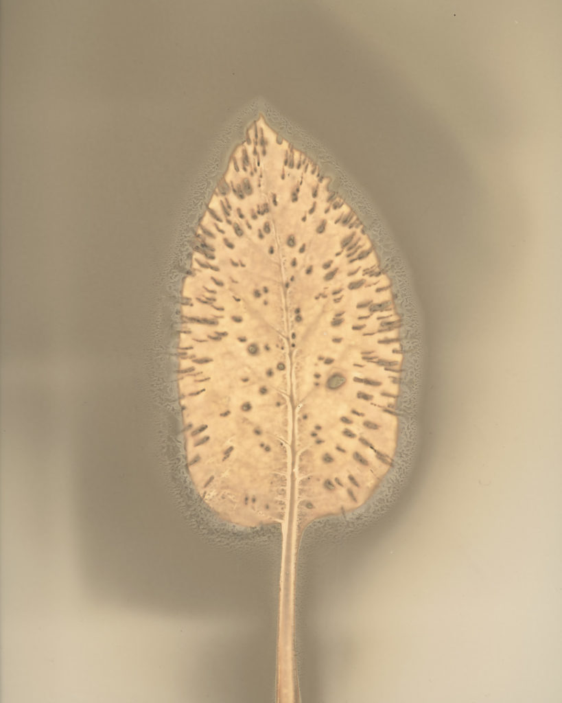 コンフリー 2025