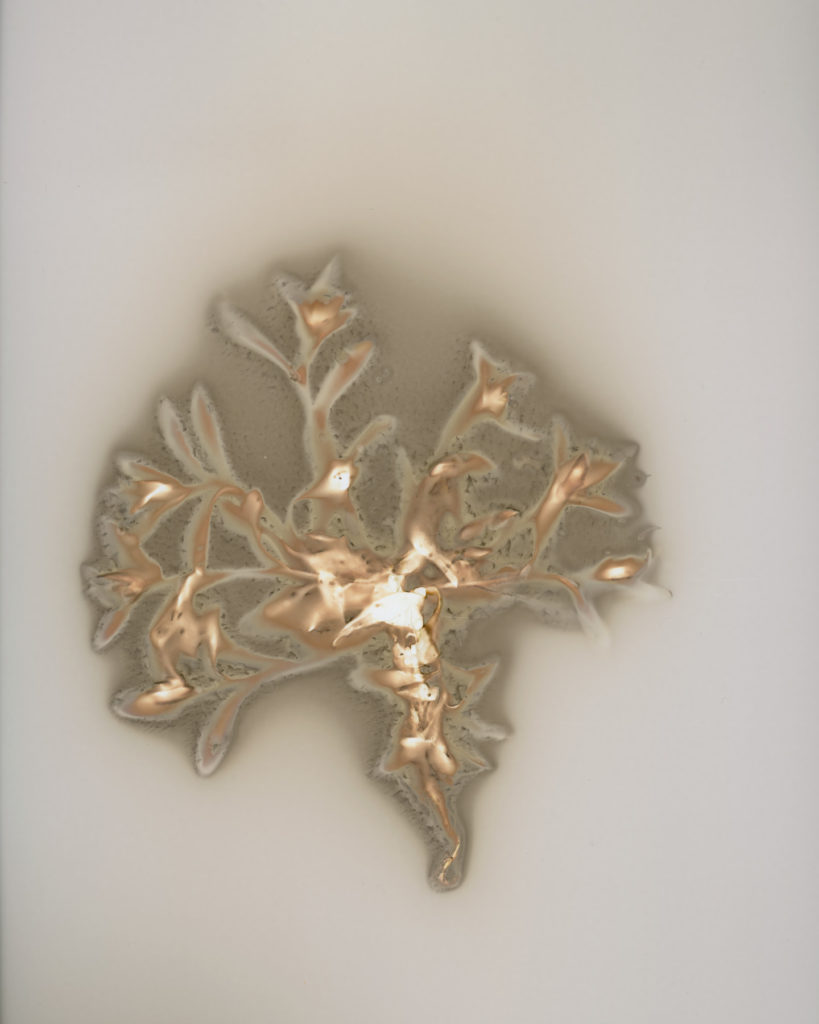 ワスレナグサ 2025