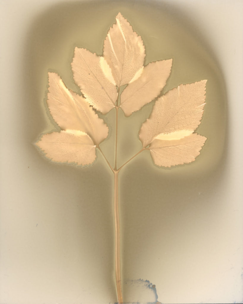 イワミツバ 2025