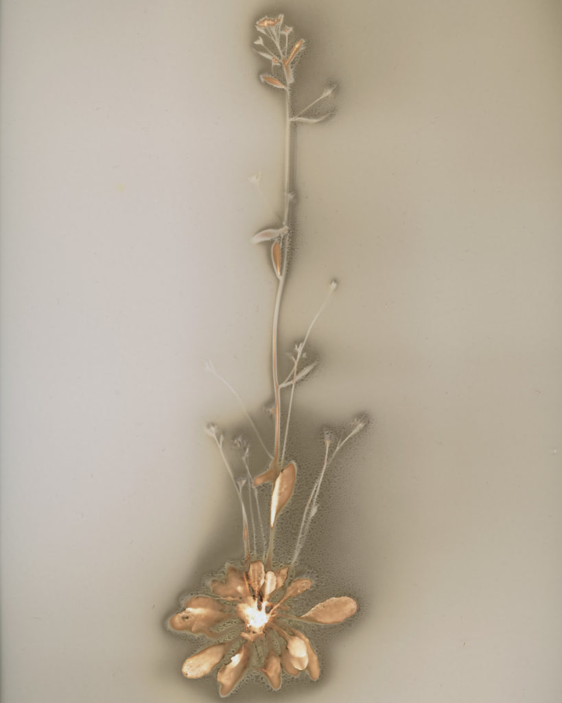 シロイヌナズナ 2025