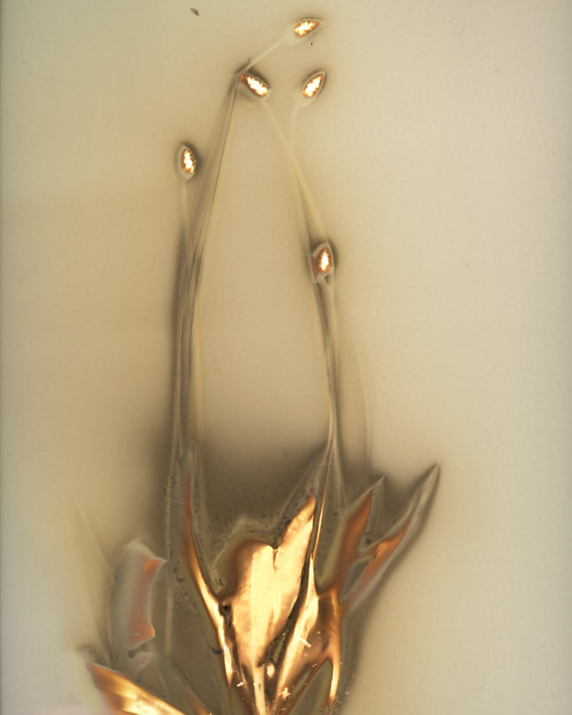 オオヘラバコ 2025