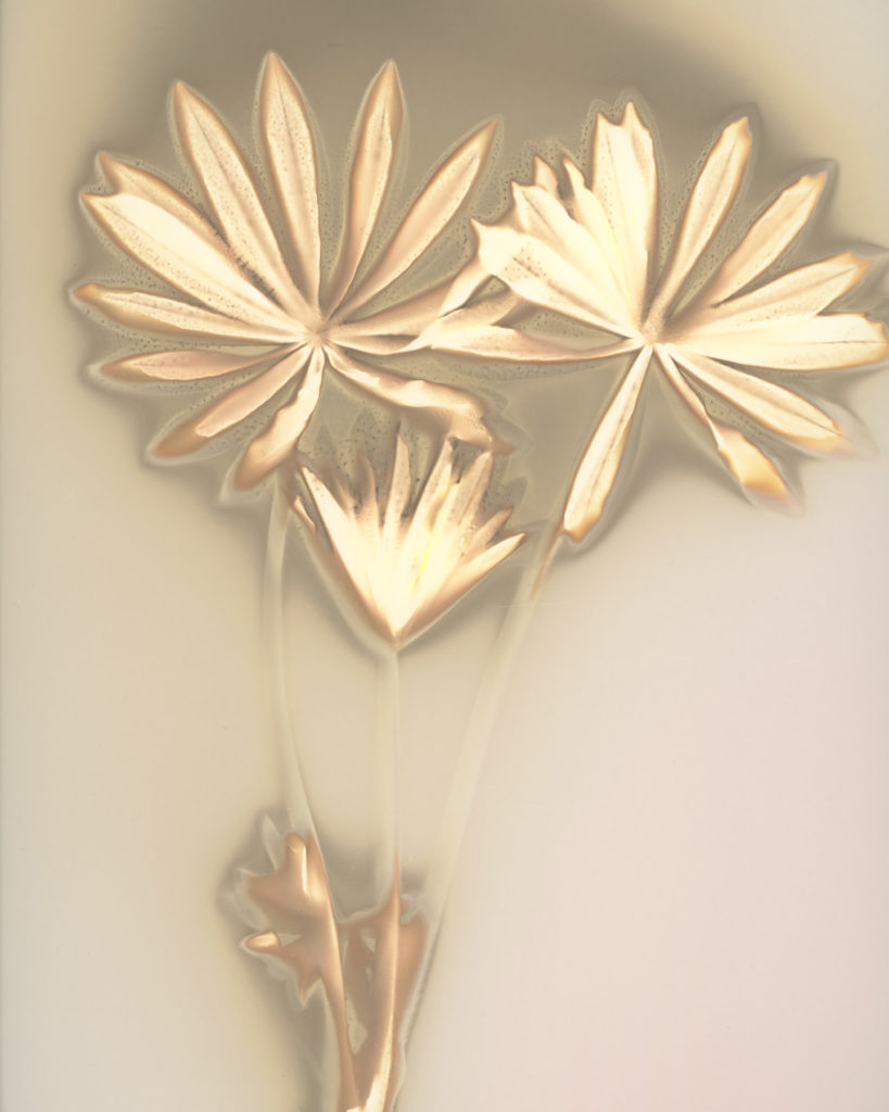 ルピナス 2025